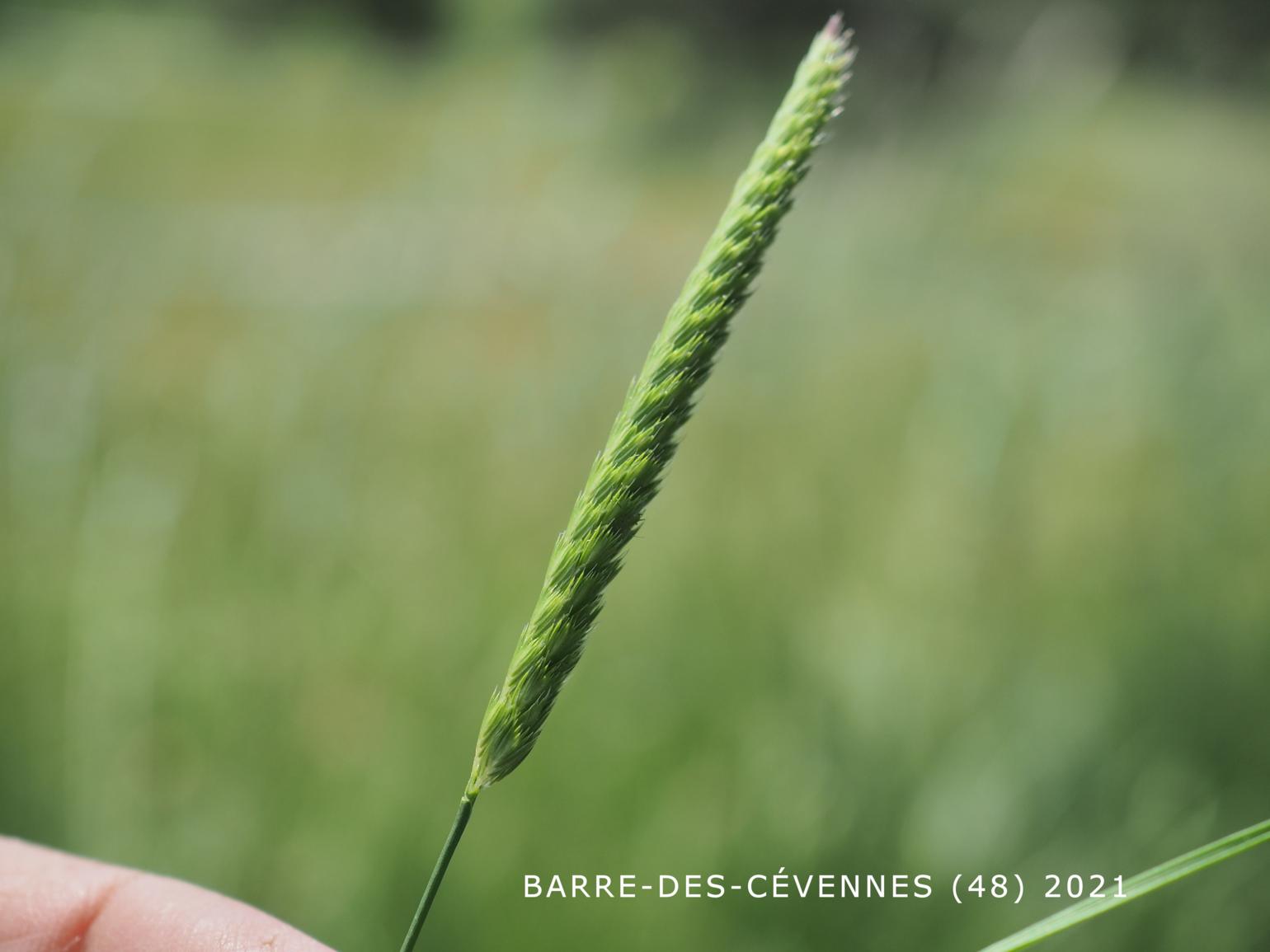 Hair-grass, Crested